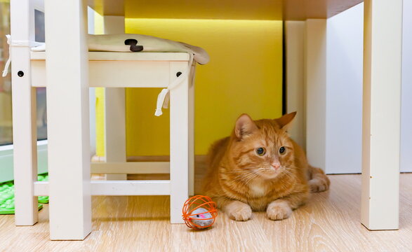 Red Cat Under The Table