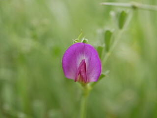 Herbaceous bean plant with purple flower. Flowering of new flowers on a sunny spring day.