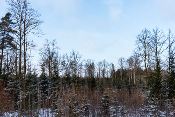 winter view of the forest where spruce and birch as well as other trees are snowy white snow