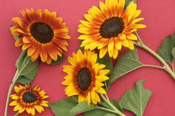 sunflowers on the pink background. modern bright  flat lay, top view
