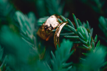 Gold wedding rings on a spruce branch