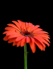 gerbera flower isolated on black background