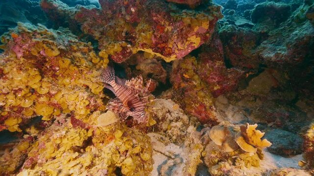 Seascape in turquoise water of coral reef in Caribbean Sea, Curacao with Lion Fish, coral and sponge