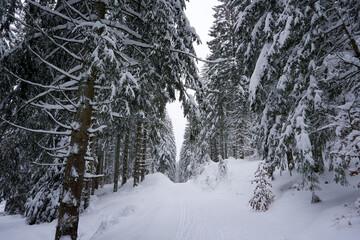 winter landscape and trees covered with snow