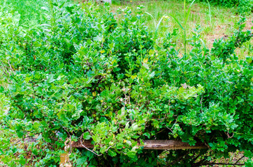 Fototapeta na wymiar gooseberry bush in the village on the site .
