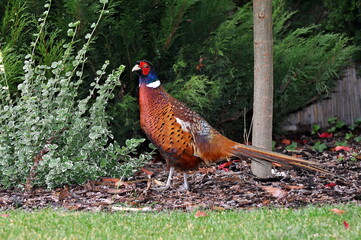 Bażant zwyczajny samiec © CDWEBAgencjaInter