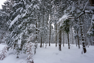 winter landscape and trees covered with snow