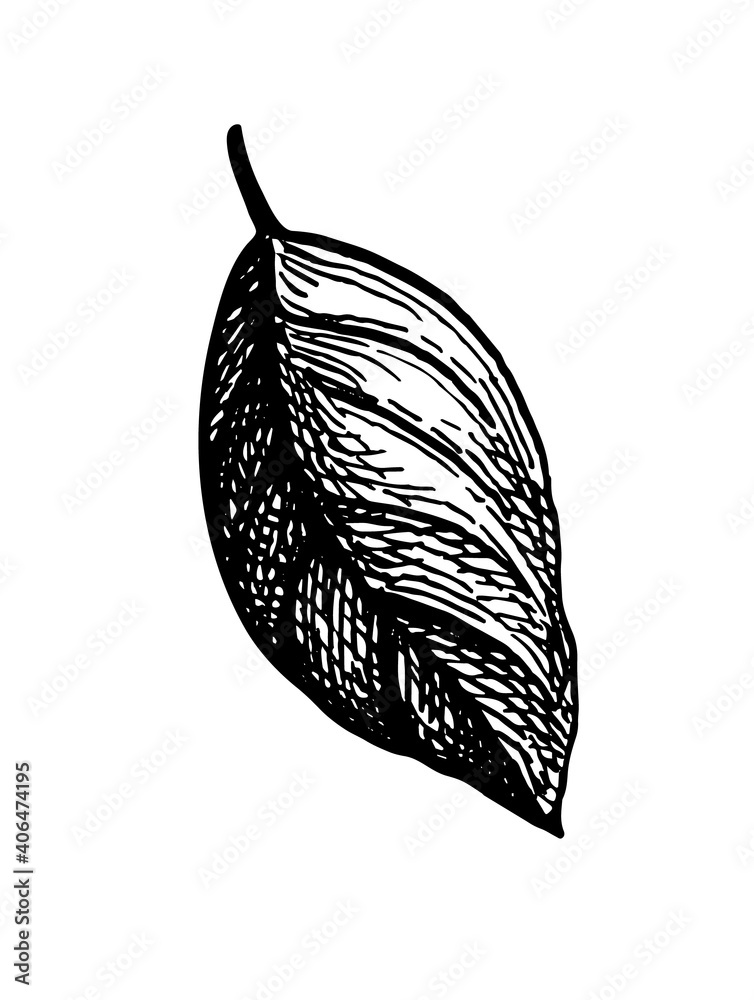 Canvas Prints ink sketch of apple leaf.