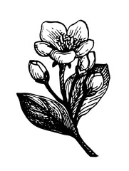 Ink sketch of apple flower.