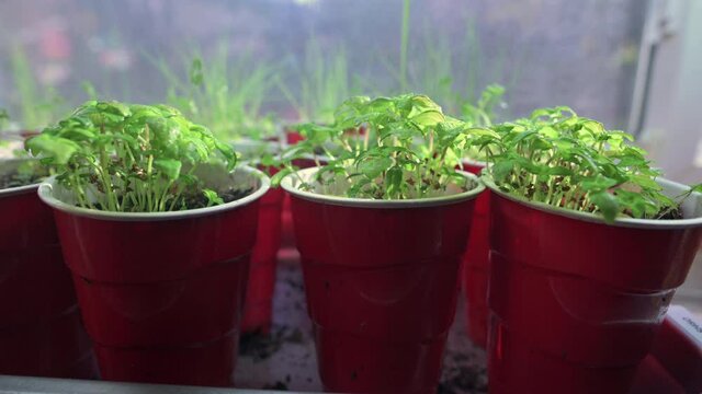 Hand Water Spraying Homegrown Herb Seedlings In Red Cups. - Close-up Shot