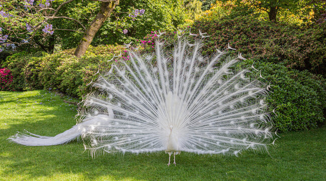 Proud white peacock displays his feathers in full