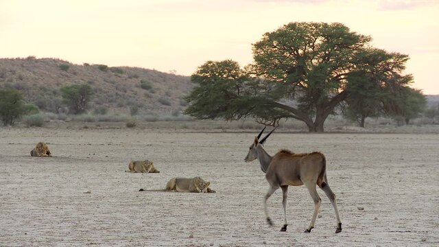 Wide shot of three lions laying motionless on the open plains as a young Eland antelope walks past, Kalahari, ready to hunt.