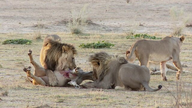 Wide shot of two male Lions holding down a young Eland antelope with two Lioness in the background, Kalahari.