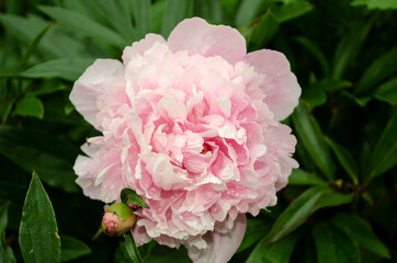 peony flower in the village in the garden .