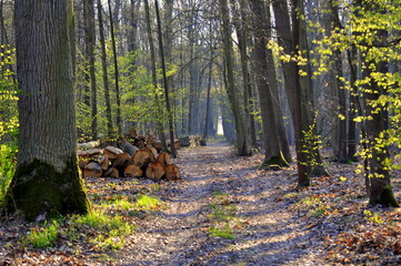 Las ścieżka © CDWEBAgencjaInter