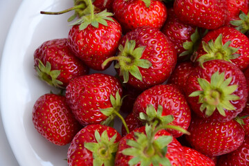 Strawberries on white plate. Freshly picked strawberry. Organic berries on white background. Village garden harvest.