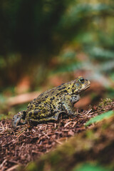 Frog on the ground