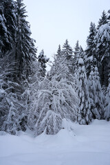 winter landscape and trees covered with snow