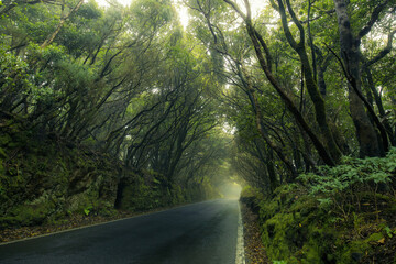 A straight asphalt road goes through a dense dark rainforest. Low, crooked trees with green foliage...