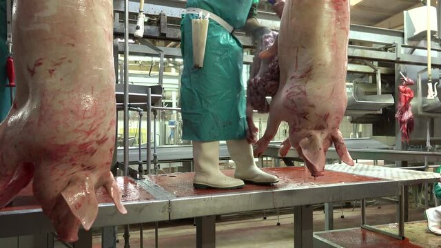 Butchers removing the guts of pigs hanging on slaughterhouse cutting chain