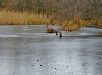 Obraz na płótnie Canvas Zugefrorener Teich an der Alster