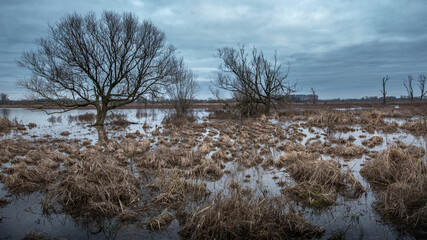 reeds on the lake