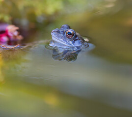 frog in the pond