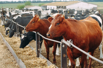 Cows on Farm. Cows eating hay in the stable.