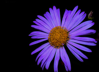 purple flower on black