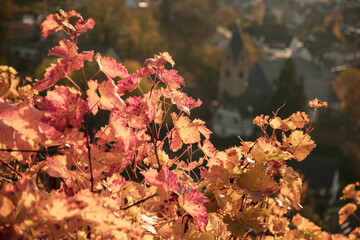 wine leaves with a church in the background in Germany