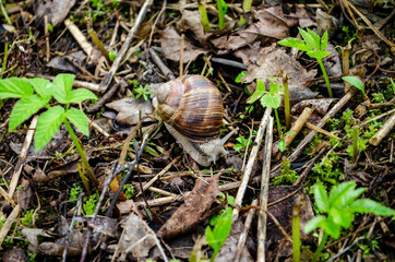snail crawling on the ground at their summer cottage .