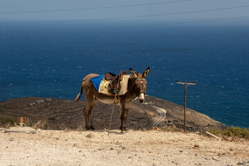donkey on Santorini island in Greece