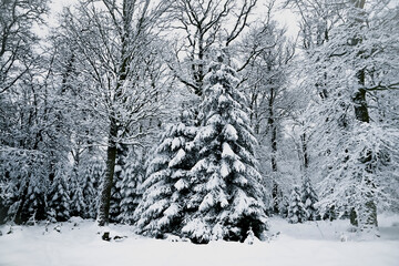 Snowy hills and woods
