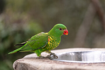 red and green parrot