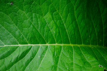 tobacco leaf structure, background from large green burdock .