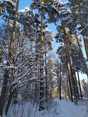 winter forest landscape with trees covered snow in cold sunny day