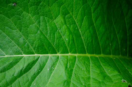 Tobacco Leaf Structure, Background From Large Green Burdock .