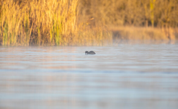 Focha común (fulica atra) nadando en un lago al amanecer