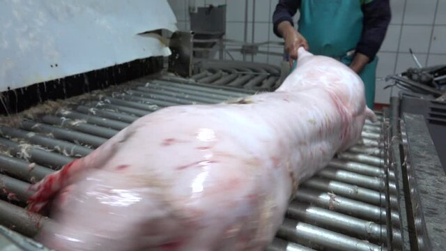 Pigs coming out of hair clipper in slaughterhouse with butcher