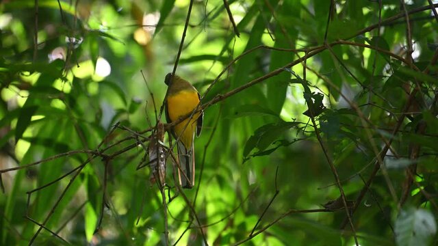 Orange-breasted Trogon, Harpactes oreskios, 4K Footage, Kaeng Krachan National Park; extends its head to look from left to the right, windy morning in the jungle, perched on a branch within bamboos.