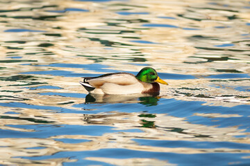 Ánade real o azulón (Anas platyrhynchos)​ nadando en un lago al amanecer