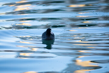 Focha común (fulica atra) nadando en un lago al amanecer
