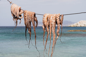 freshly caught octopus on Milos island, Greece