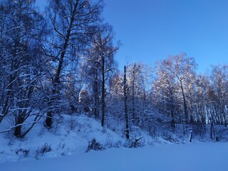 winter forest landscape with trees covered snow in cold sunny day