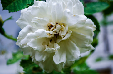 peony flower in the village in the garden .