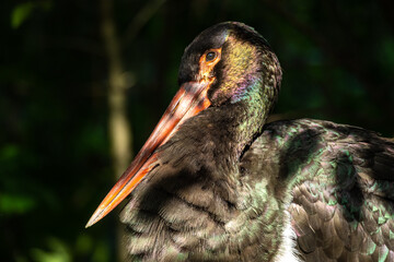 Black stork, Ciconia nigra in a german nature park