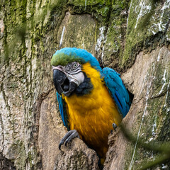 The Blue-and-yellow Macaw, Ara ararauna is a large South American parrot