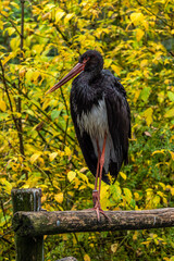 Black stork, Ciconia nigra in a german nature park