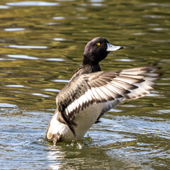 Wild duck at the Kleinhesseloher Lake in English Garden in Munich, Germany