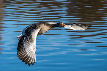 The flying greylag goose, Anser anser is a species of large goose